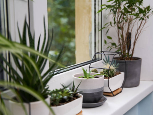 istock Home green plants on the window sill 1352259454