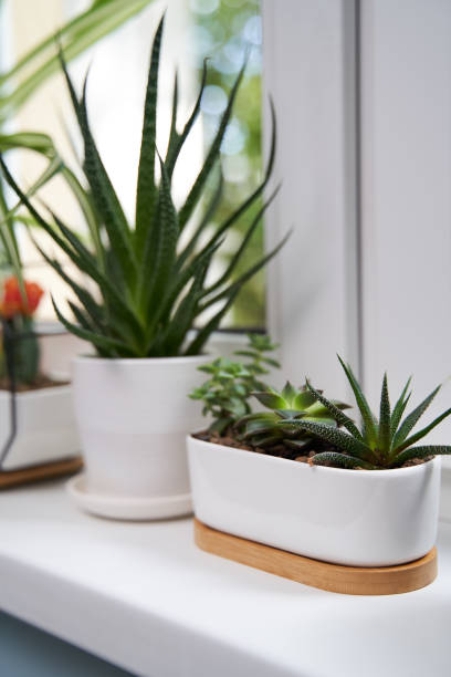 istock Home green plants on the window sill 1352259508