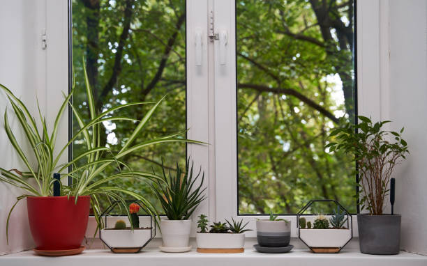 istock Home green plants on the window sill 1352259604