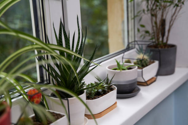 istock Home green plants on the window sill 1352259651