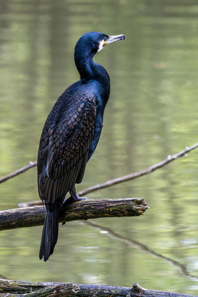 istock The great cormorant, Phalacrocorax carbo sitting on a branch 1352259713