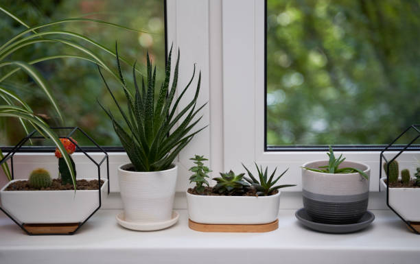 istock Home green plants on the window sill 1352259730