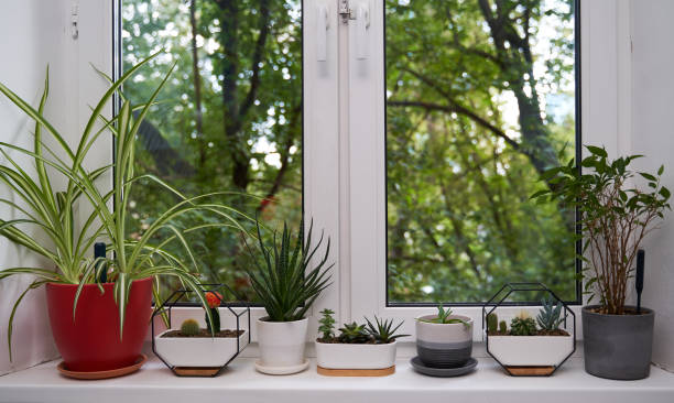 istock Home green plants on the window sill 1352259741