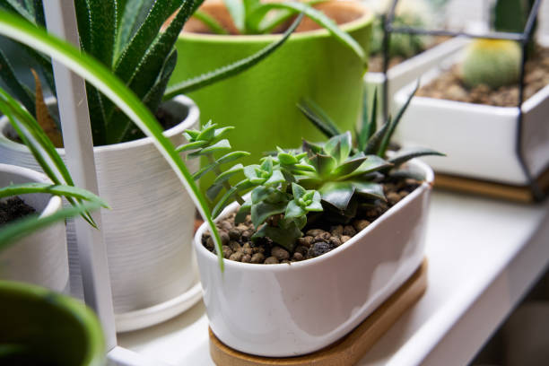 istock Home green plants on the window sill 1352259757