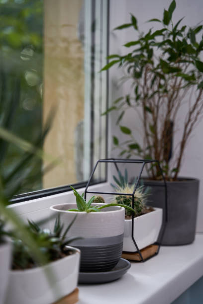 istock Home green plants on the window sill 1352259763