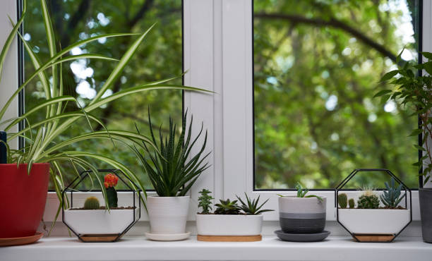 istock Home green plants on the window sill 1352259773