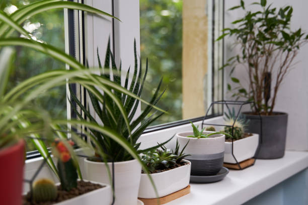 istock Home green plants on the window sill 1352259790