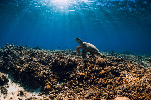 istock Sea turtle in blue ocean and sun light. Turtle swim underwater over corals 1352259852