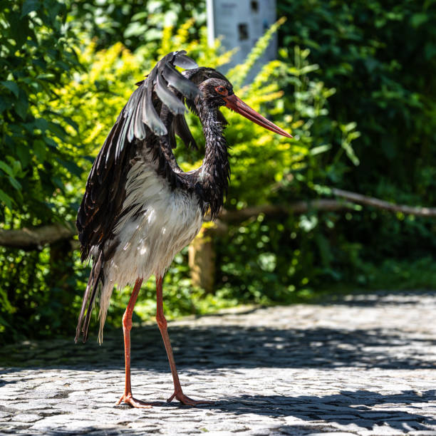 The Black stork, Ciconia nigra is a large bird in the stork family Ciconiidae.