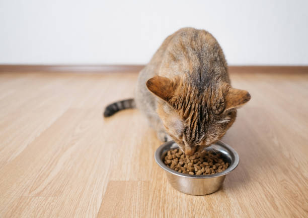 istock Hungry cat eats dry food from an iron plate. 1352260675