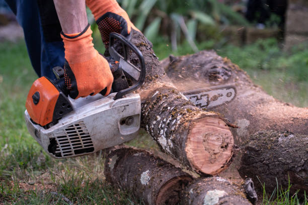 istock Cutting wood with an electric chainsaw 1352260987