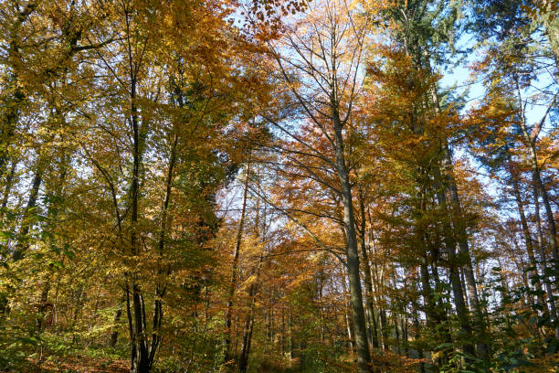 istock colorful trees in autumn under blue sky 1352262338