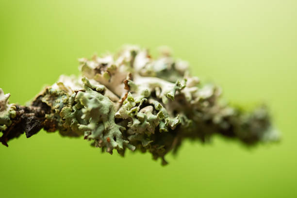 Lichen Cystococcus on a tree branch close up. Green moss on the branches.