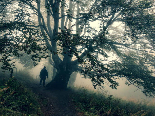 istock I walk under a big tree in the strong fog. 1352264492