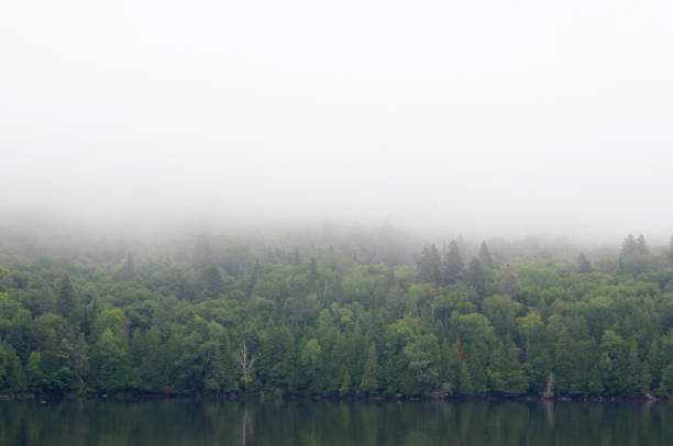 istock trees in heavy fog with copy space 1352264781