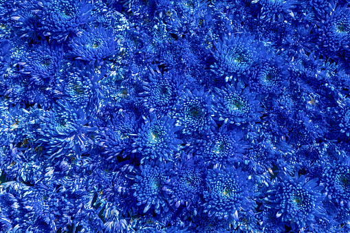 Floral background of dark blue fluffy chrysanthemums. Flower composition
