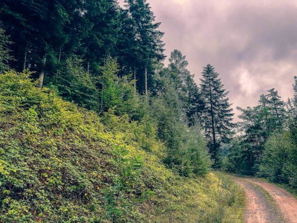 istock A forest road through the Black Forest in Germany. 1352266074
