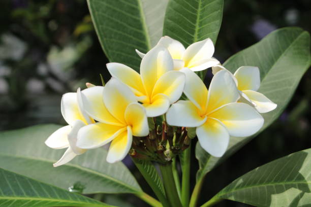 Yellow and white "Frangipani" flowers - Plumeria Rubra Yellow and white "Frangipani" flowers (or Plumeria, Jasmine Mango) in St. Gallen, Switzerland. Its Latin name is Plumeria Rubra (Syn Plumeria Acutifolia), native from Mexico to Panama. jasmine flower bouquet stock pictures, royalty-free photos & images