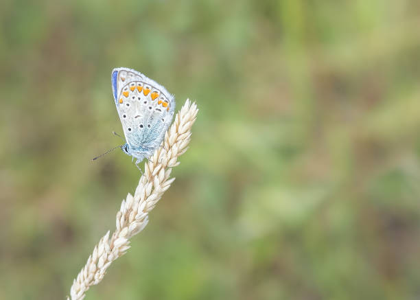 istock Beautiful butterfly on a flower with blurred background 1352266504