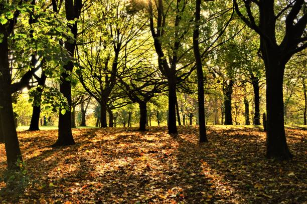 istock Autumn Woodland. 1352266909