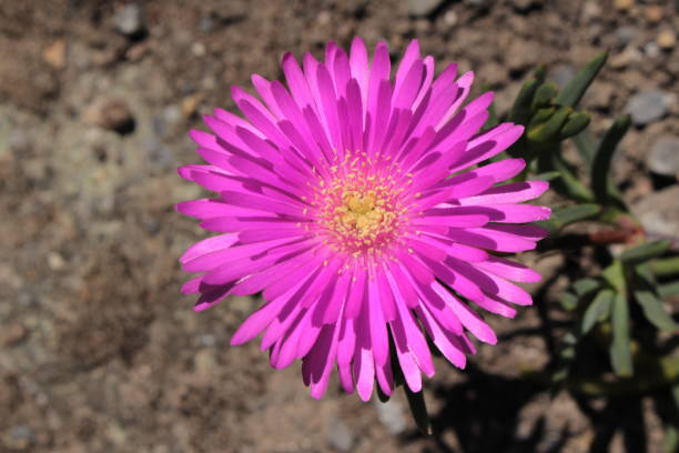 "Ice Plant" flower - Lampranthus Conspicuus "Ice Plant" flower in St. Gallen, Switzerland. Its Latin name is Lampranthus Conspicuus, native to South Africa. lampranthus spectabilis stock pictures, royalty-free photos & images