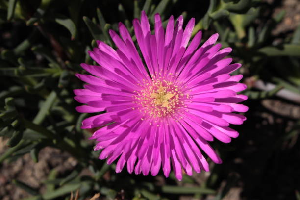 "Ice Plant" flower - Lampranthus Conspicuus "Ice Plant" flower in St. Gallen, Switzerland. Its Latin name is Lampranthus Conspicuus, native to South Africa. lampranthus spectabilis stock pictures, royalty-free photos & images