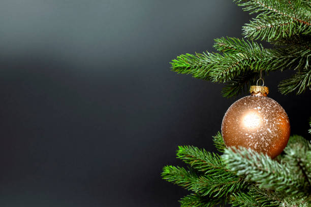 One single Christmas bauble hanging on fresh green branch of Christmas tree near dark black background with copy space, Merry Christmas, Holiday concept stock photo