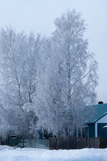 istock Trees and a rural house covered with snow. Vertical image. 1352269402