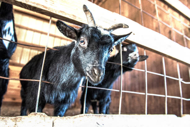 goat's head through the fence