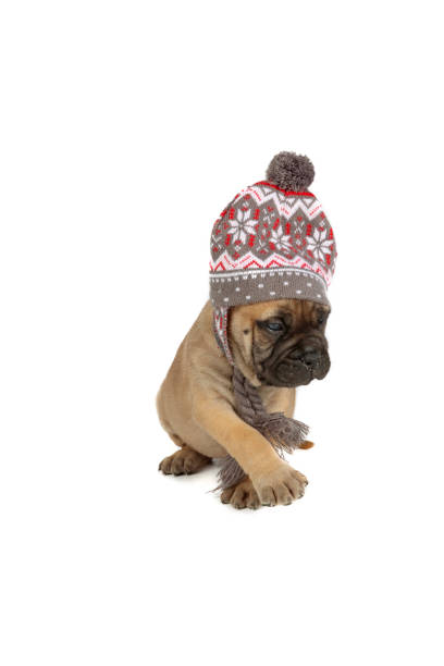 istock puppy with winter clothes 1352271114