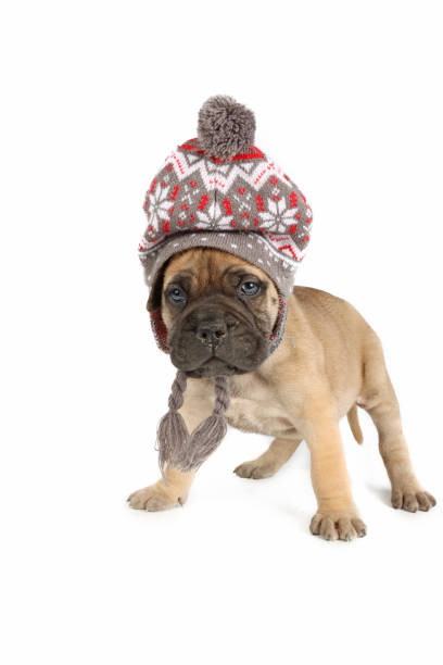 istock puppy with winter clothes 1352271120