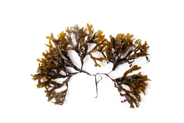 istock Fucus seaweed isolated on white background. Baltic sea. Latvia, 1352272439