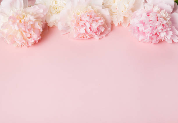 istock Festive flower pink peony composition on the pink background. Overhead top view, flat lay. Copy space. 1352272450