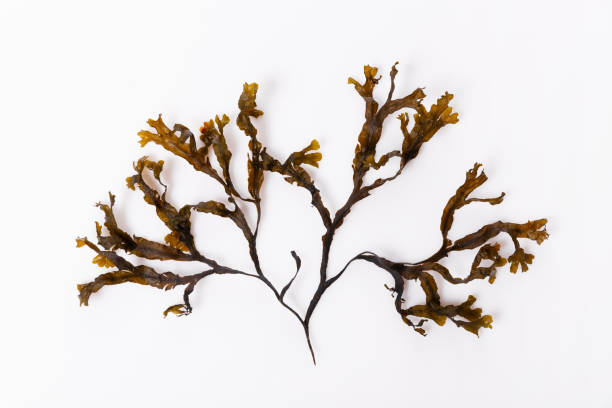 istock Fucus seaweed isolated on white background. Baltic sea. Latvia, 1352272510