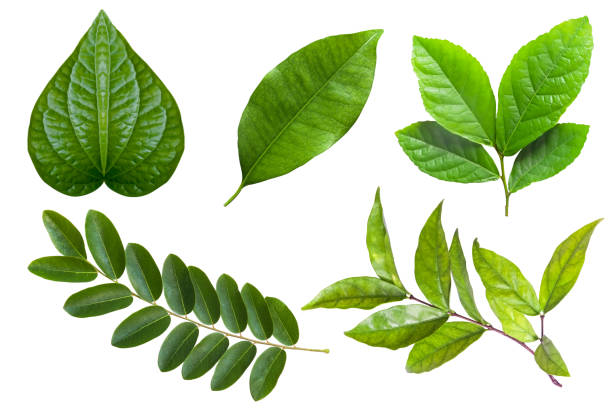 istock Set of tropical fresh green leaf on greenery season 1352273810
