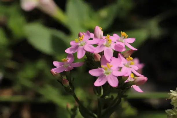 "Rosepink" flowers (or American Centaury, Centauree Americaine) in St. Gallen, Switzerland. Its Latin name is Sabbatia Angularis (Syn Centaurium Littorale and Sabatia Campanulata), native to USA.