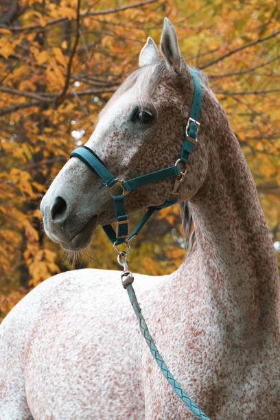 istock Arabian racehorse portrait 1352274738