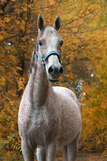 istock Arabian horse portrait 1352274750