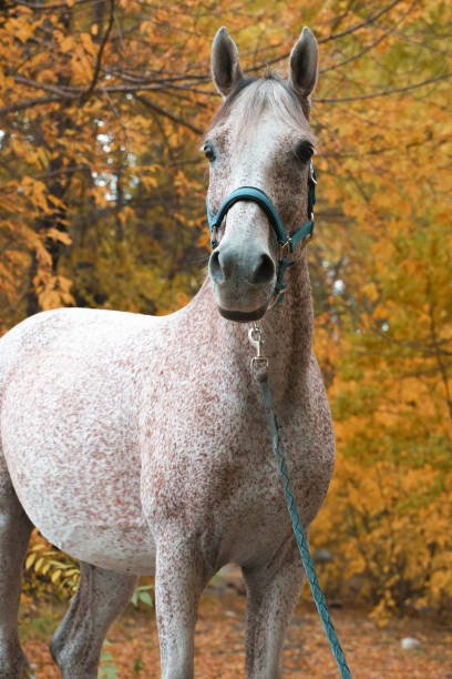 Arabian racehorse portrait