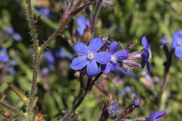 Blue "Italian Bugloss" flower - Anchusa Azurea stock photo
