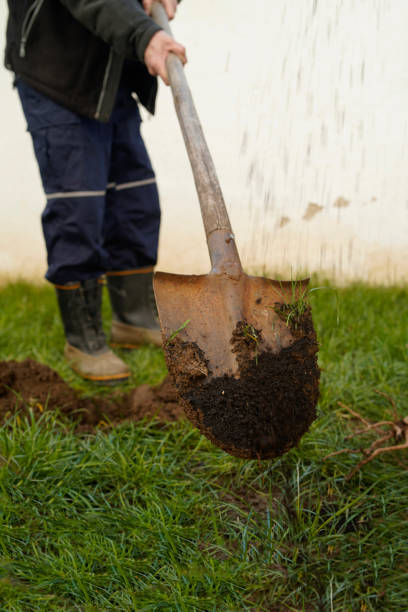 istock Mature man plants a tree in the backyard 1352275095