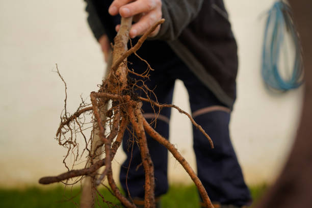istock Mature man plants a tree in the backyard 1352275103