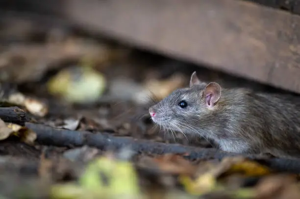 Brown rat (Rattus norvegicus) emerging from beneath a shed.