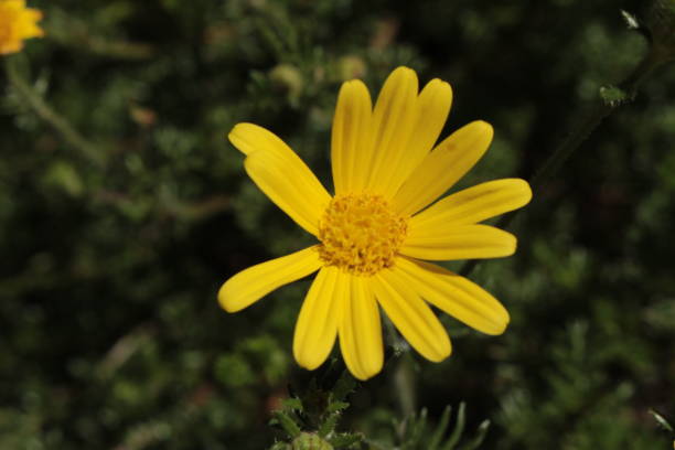 istock Yellow 