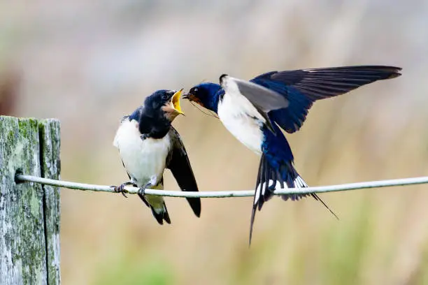 Swallow feeding insects to it’s young