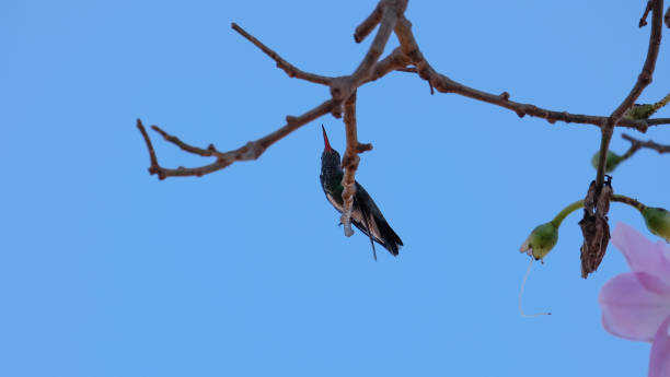 istock Green-throated Hummingbird 1352275856