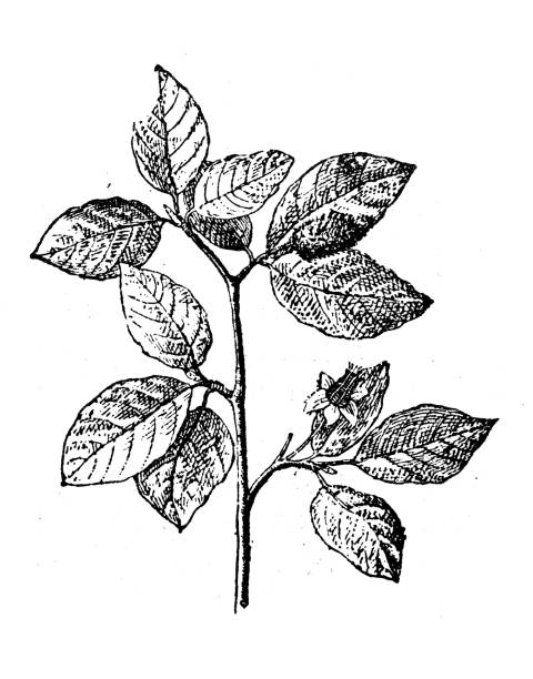 illustrazioni stock, clip art, cartoni animati e icone di tendenza di illustrazione antica: faggio - beech leaf
