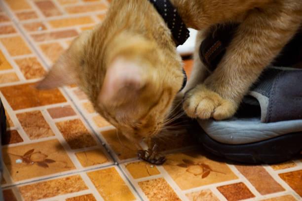 istock Thai domestic ginger young cats catch cockroach 1352277160