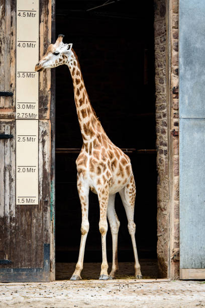 Giraffe in a doorway