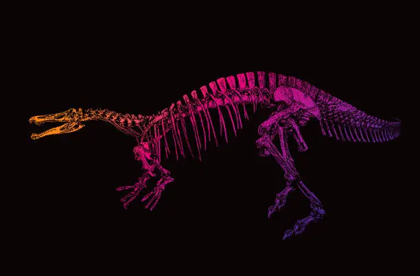 Vector illustration of Dinosaur skeleton